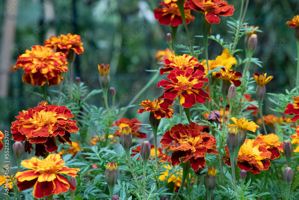 A Marigold Garden With Multiple Flowers