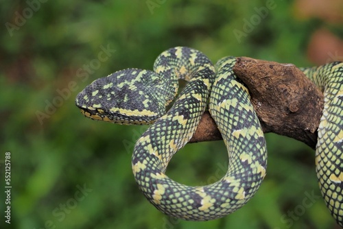 Tropidolaemus wagleri snake closeup on the branch, Viper snake, Beautiful color wagleri snake 