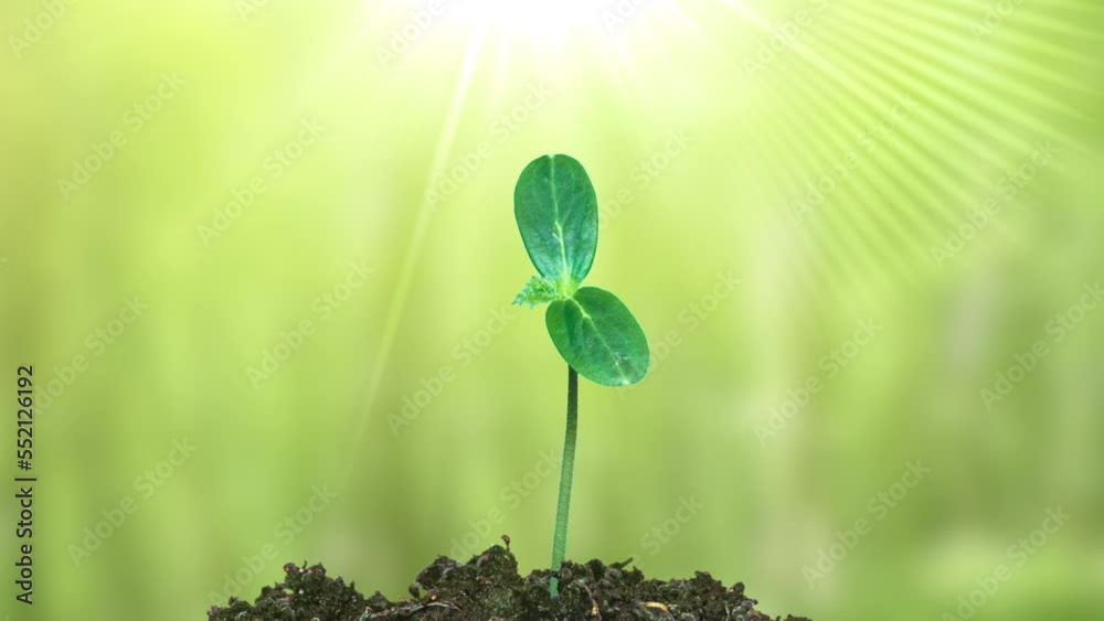 A green cucumber sprout blooms under the rays of the sun. timelapse.