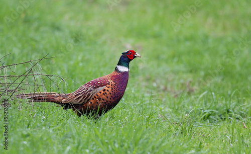 Male common pheasant (Phasianus colchicus) walking on a green grass field. Beautiful exotic bird with vibrant colors and long feathers in natural environment. This colorful bird is freed for hunting.