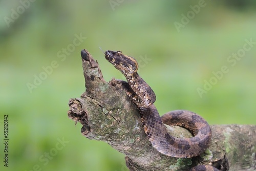 Trimeresurus puniceus snake closeup on wood, Trimeresurus puniceus