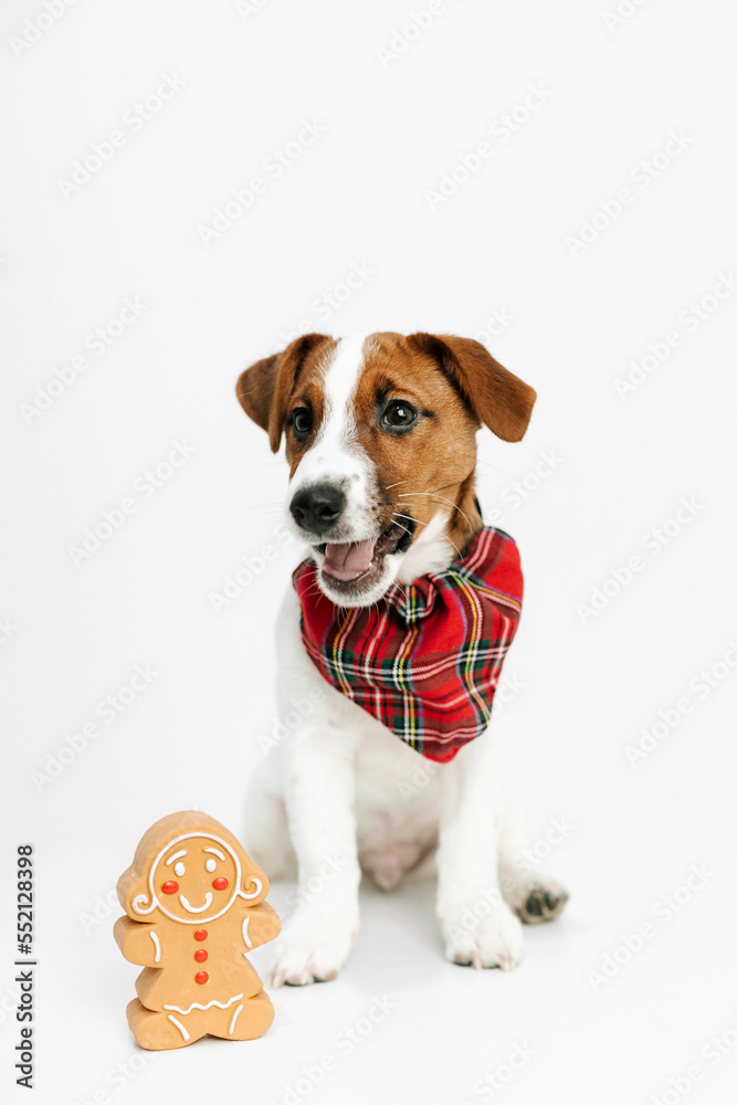 pet dog jack russell fashion christmas gingerbread