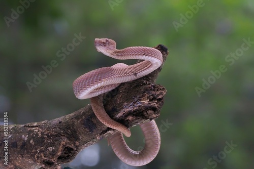 Mangrove Pit Viper closeup on the branch. Mangrove Pit Viper (Trimeresurus purpureomaculatus), viper, rattlesnake