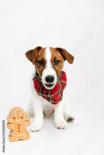 pet dog jack russell fashion christmas gingerbread