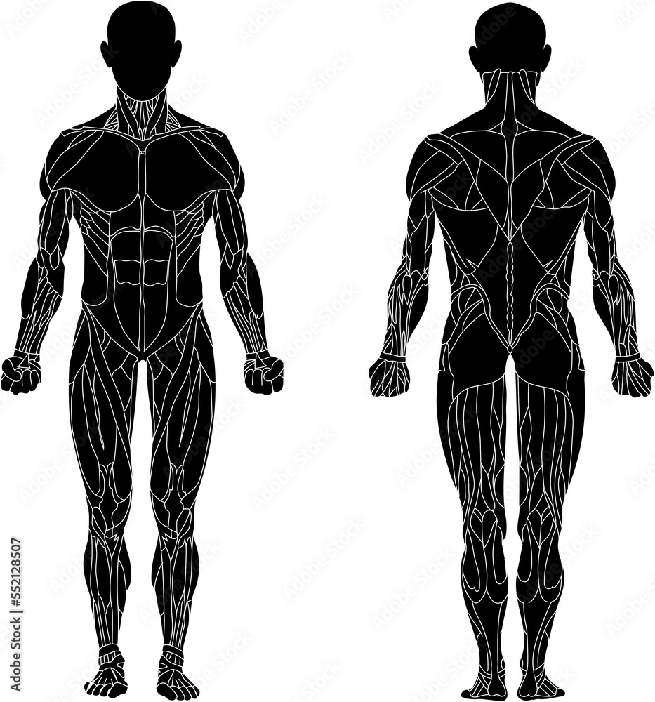 Human body, muscular system, human anatomy, front view, back view