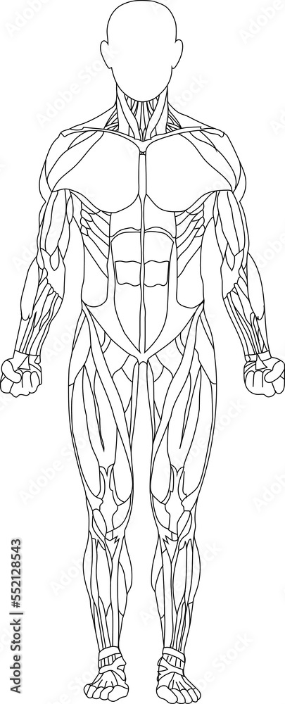 Human body, muscular system, human anatomy, front view Human body, muscular system, human anatomy, front view