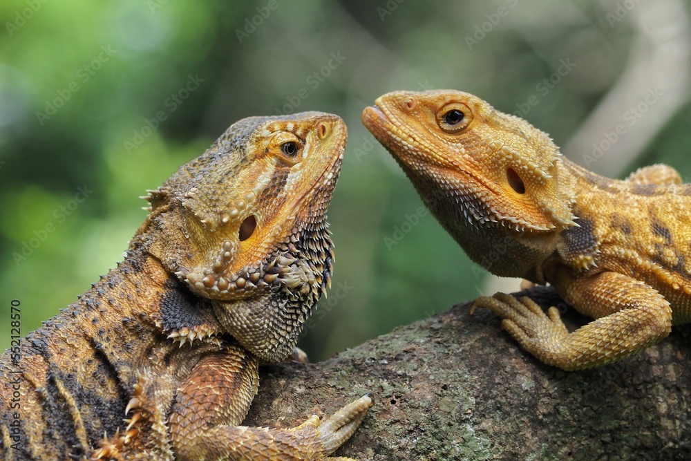 Bearded dragon on wood. The bearded dragon, which has the scientific name Pogona vitticeps, is a reptile originating from Central Australia Bearded dragon on wood. The bearded dragon, which has the scientific name Pogona vitticeps, is a reptile originating from Central Australia