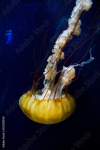 Pacific sea nettle at Aquarium of the Bay
