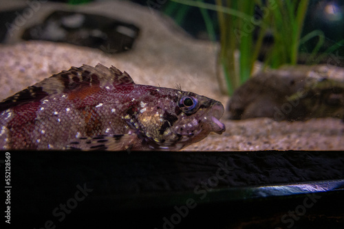 Painted Greenling at Aquarium of the Bay photo