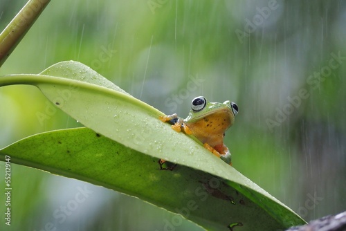javanese tree frog on green leaf, flying frog sitting on green leaf, beautiful tree frog on green leaf, rachophorus reinwardtii