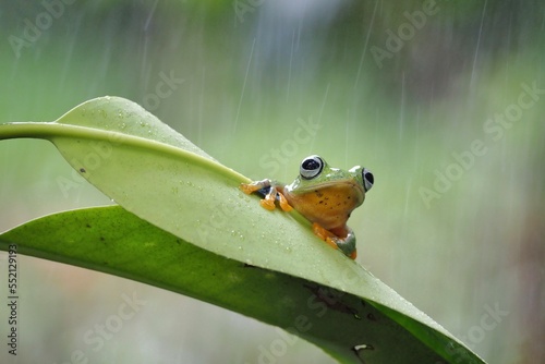 javanese tree frog on green leaf, flying frog sitting on green leaf, beautiful tree frog on green leaf, rachophorus reinwardtii