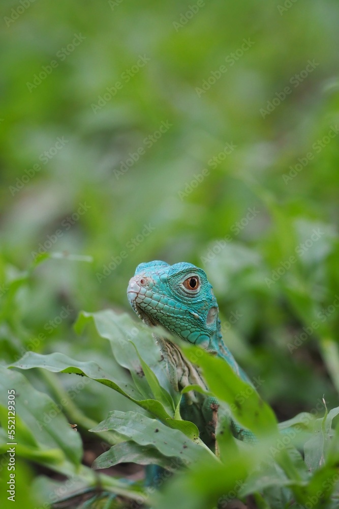 Blue Iguana closeup on grass, animal closeup. Blue Iguana Blue Iguana closeup on grass, animal closeup. Blue Iguana