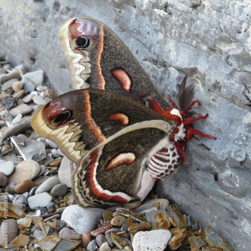 Cecropia Moth on Rock Wall