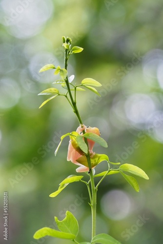 little golden frog on a branch