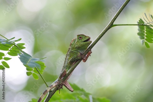 Forest dragon lizard on a branch, green lizard climbing wood