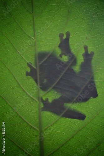 Shadow of a frog on a leaf