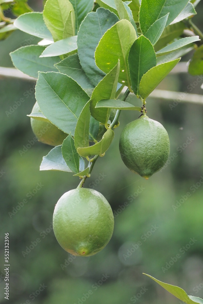 limes tree in the garden are excellent source of vitamin C. Green organic lime citrus fruit hanging on tree. limes tree in the garden are excellent source of vitamin C. Green organic lime citrus fruit hanging on tree.
