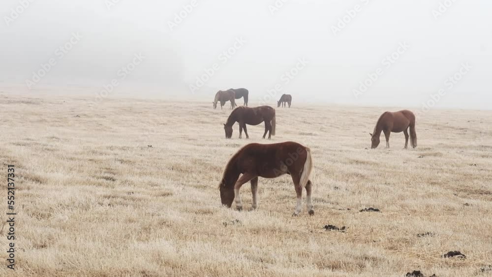 Herd of horses go on countryside autumn field searching for feed. Bred brown animals walk together and eating dry grass against dense bare forest. Altai Herd of horses go on countryside autumn field searching for feed. Bred brown animals walk together and eating dry grass against dense bare forest. Altai