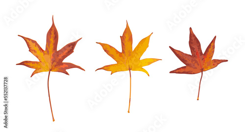 Autumn Leaf Isolated, Colored Autumn Tree Leaves, Red Orange Fol