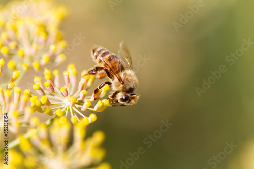 Close-up Of Honey Bee On Yellow Flower Blurred Background
