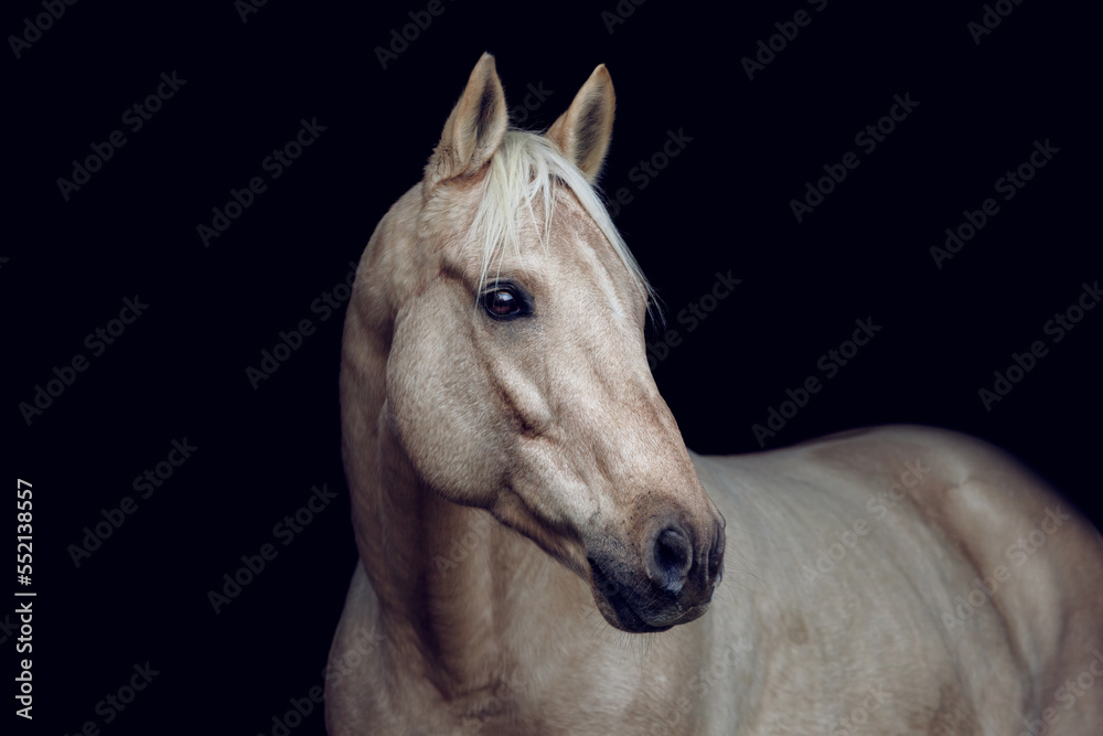 Obraz premium Elegant portrait of a stunning palomino isabelline kinsky warmblood horse on black background