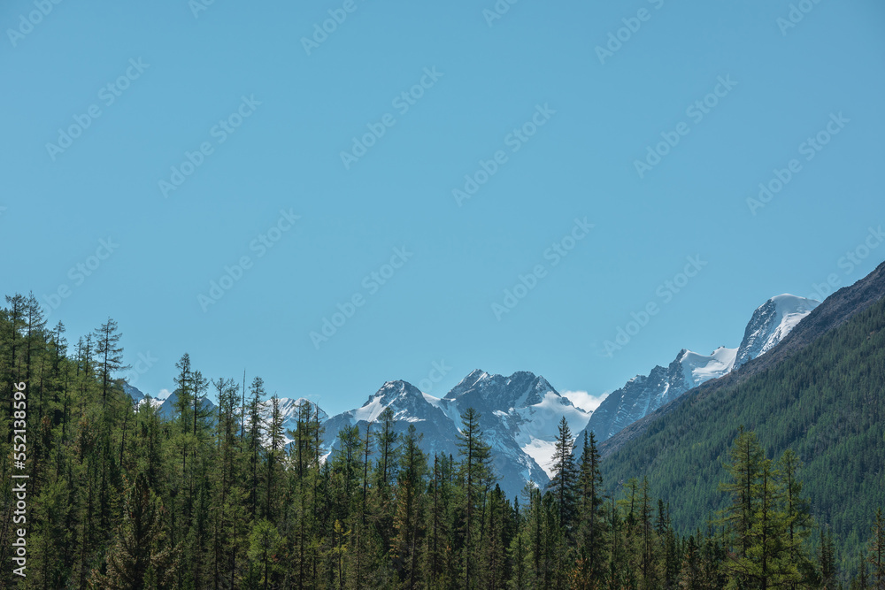 Atmospheric landscape with coniferous trees in valley with view to large snow mountains in bright sun under clear blue sky. Lush forest on steep slopes against high snowy mountain range in sunny day.