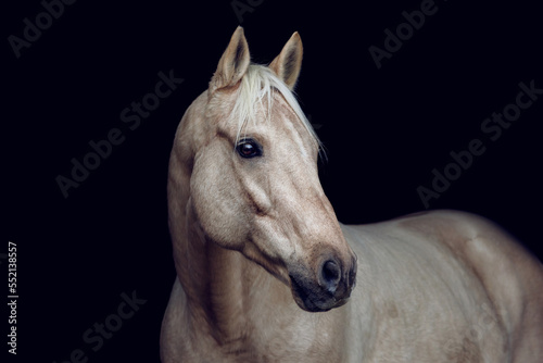 Elegant portrait of a stunning palomino isabelline kinsky warmblood horse on black background photo