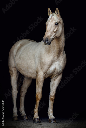 Elegant portrait of a stunning palomino isabelline kinsky warmblood horse on black background
