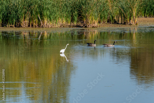 Great Egret And Canada Geese On The River