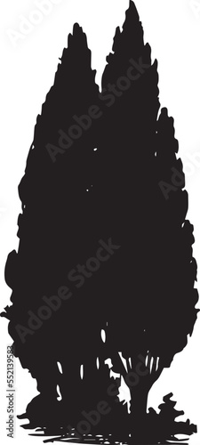 Lombardy Poplar Vector 