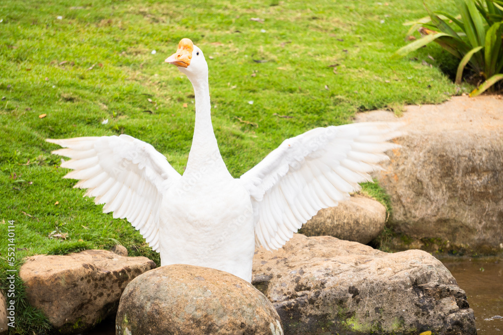 Obraz premium A Beautiful White Duck