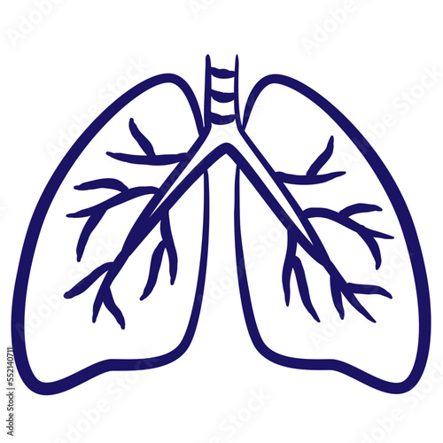 Human lungs minimal vector icon drawn with brush line. Blue linear medical pictogram isolated on transparent background