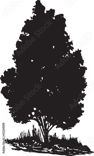 Upright form of Tulip Tree Vector 