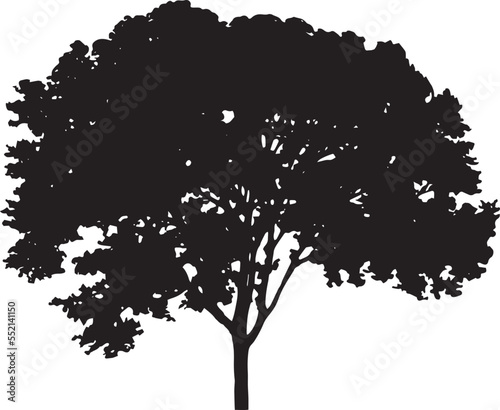 White Elm(Central Park) Vector 