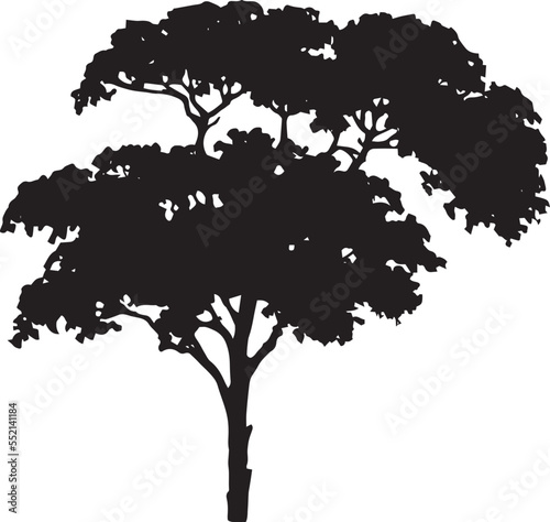 Fotografie Wild Cherry Vector