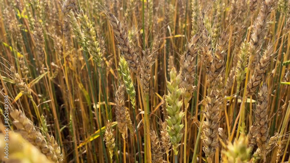 Wheat Field. Ears of wheat close up. A huge yellow field of wheat in idyllic nature in golden rays of sunset Wheat Field. Ears of wheat close up. A huge yellow field of wheat in idyllic nature in golden rays of sunset