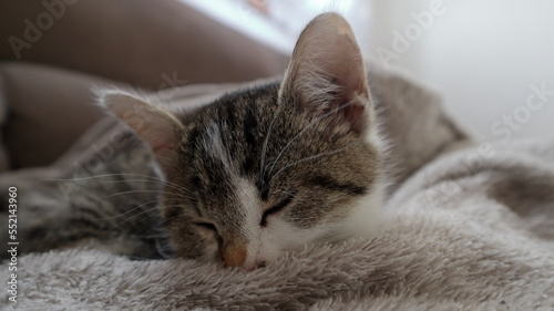 gattina grigia e carina dorme sul plaid morbido