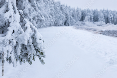 Fresh snow fall in the high fens of Baraque Michel of the Belgium Ardennes covering the landscape under a white layer creating a pure and serene view in this unique natural park in Europe 