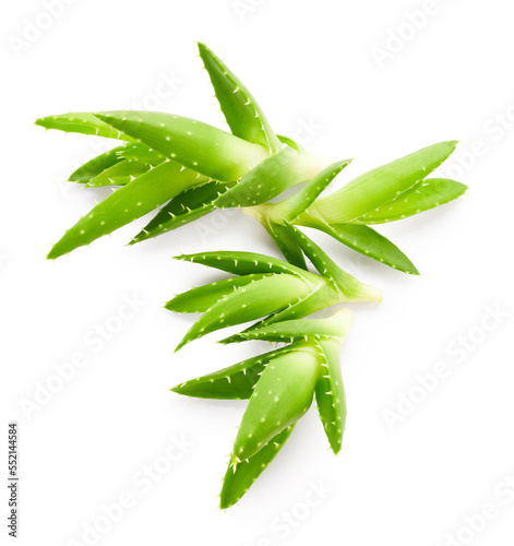 Aloe vera green fresh leaves isolated on white background