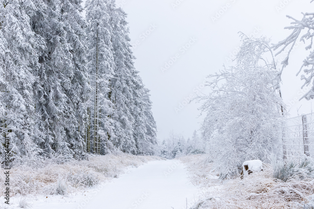 Fresh snow fall in the high fens of Baraque Michel of the Belgium Ardennes covering the landscape under a white layer creating a pure and serene view in this unique natural park in Europe Fresh snow fall in the high fens of Baraque Michel of the Belgium Ardennes covering the landscape under a white layer creating a pure and serene view in this unique natural park in Europe