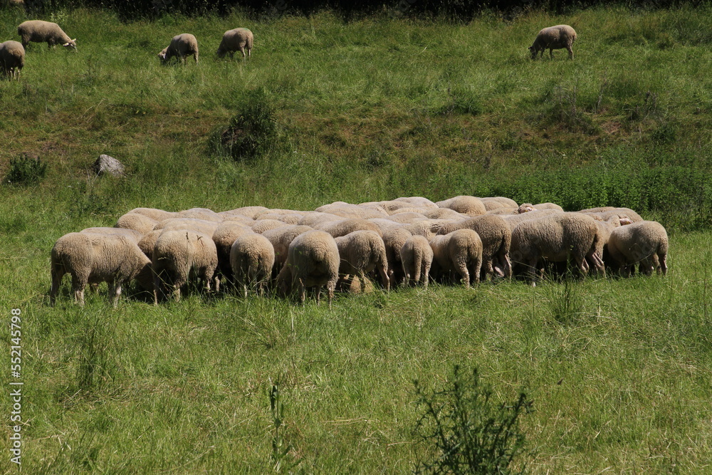 Obraz premium Schafe weiden auf Wiesen im Biosphärenreservat Rhoen. Thueringen, Deutschland, Europa - Sheep graze on meadows in the Rhoen biosphere reserve. Thuringia, Germany, Europ