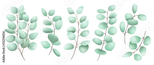 Set of eucalyptus isolated on white background