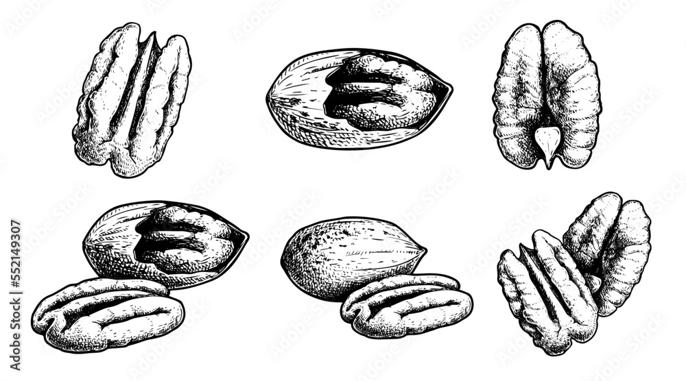 Hand drawn sketch style pecan nuts set. Exotic nuts collection. Whole and peeled. Best for packaging. Vector illustrations isolated on white. - obrazy, fototapety, plakaty 