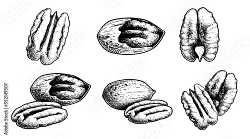 Hand drawn sketch style pecan nuts set. Exotic nuts collection. Whole and peeled. Best for packaging. Vector illustrations isolated on white. photo