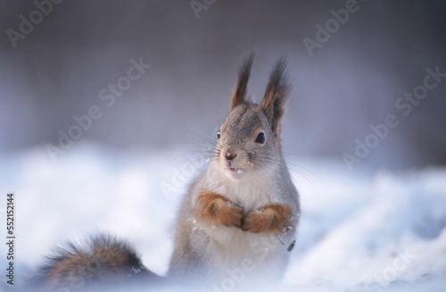 Cute red squirrel in winter scene with lots of snow. Focus on nose tip, shallow depth of field.