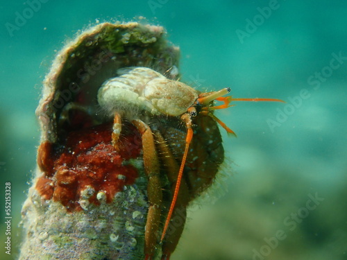 Mediterranean rocky shore hermit crab or Mediterranean intertidal hermit crab (Clibanarius erythropus) extreme close-up undersea, Aegean Sea, Greece, Thasos island
 photo