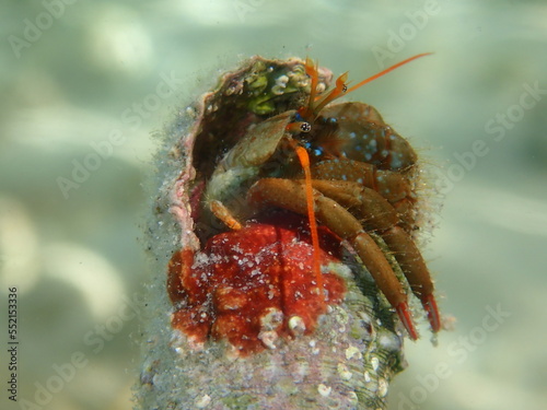 Mediterranean rocky shore hermit crab or Mediterranean intertidal hermit crab (Clibanarius erythropus) extreme close-up undersea, Aegean Sea, Greece, Thasos island
 photo