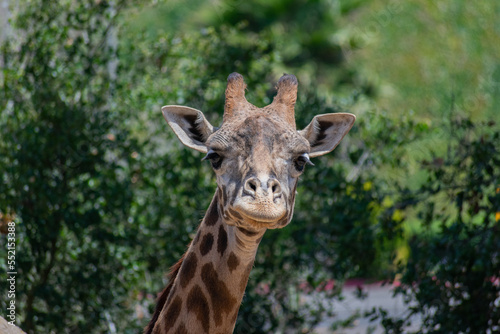 Giraffe © Marcos