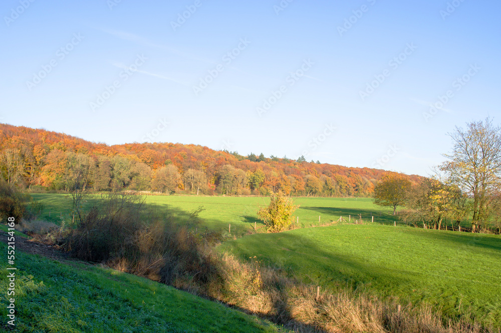 Forest with a green meadow in the foregroud in autumn with trees with leaves in yellow, golden, brown and green colors