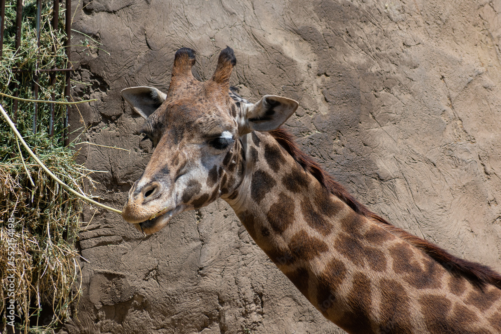 Obraz premium Giraffe